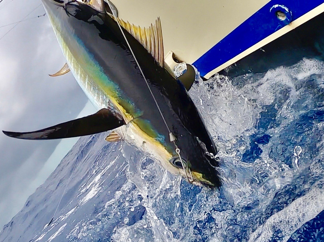 Panoply Sport Fishing & Luxury Charters-普罗维登西亚莱斯必去景点