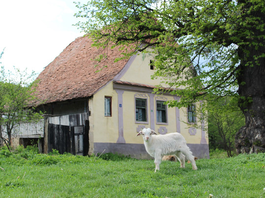 Biserica Fortificata Din Crit-Crit必去景点