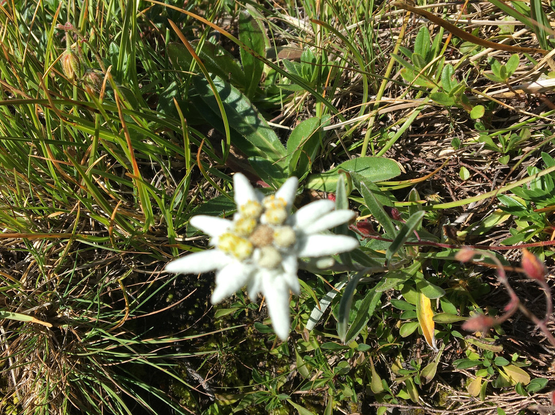 Petit Mont Blanc - Pralognan景点图片