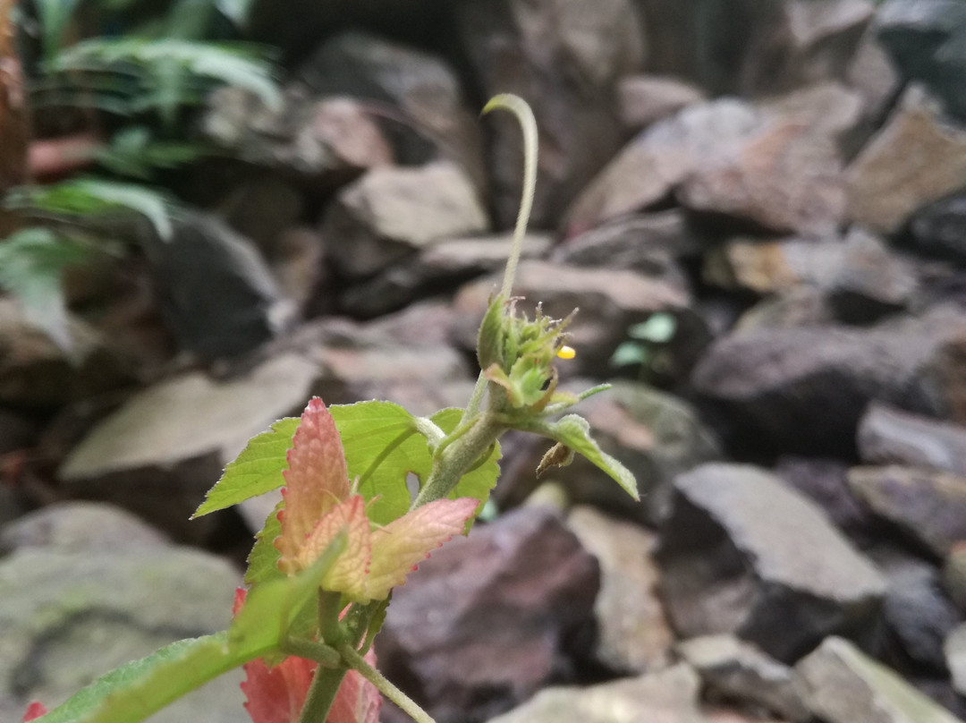 Mariposario La Casa De La Morpho Azul-Guácima必去景点