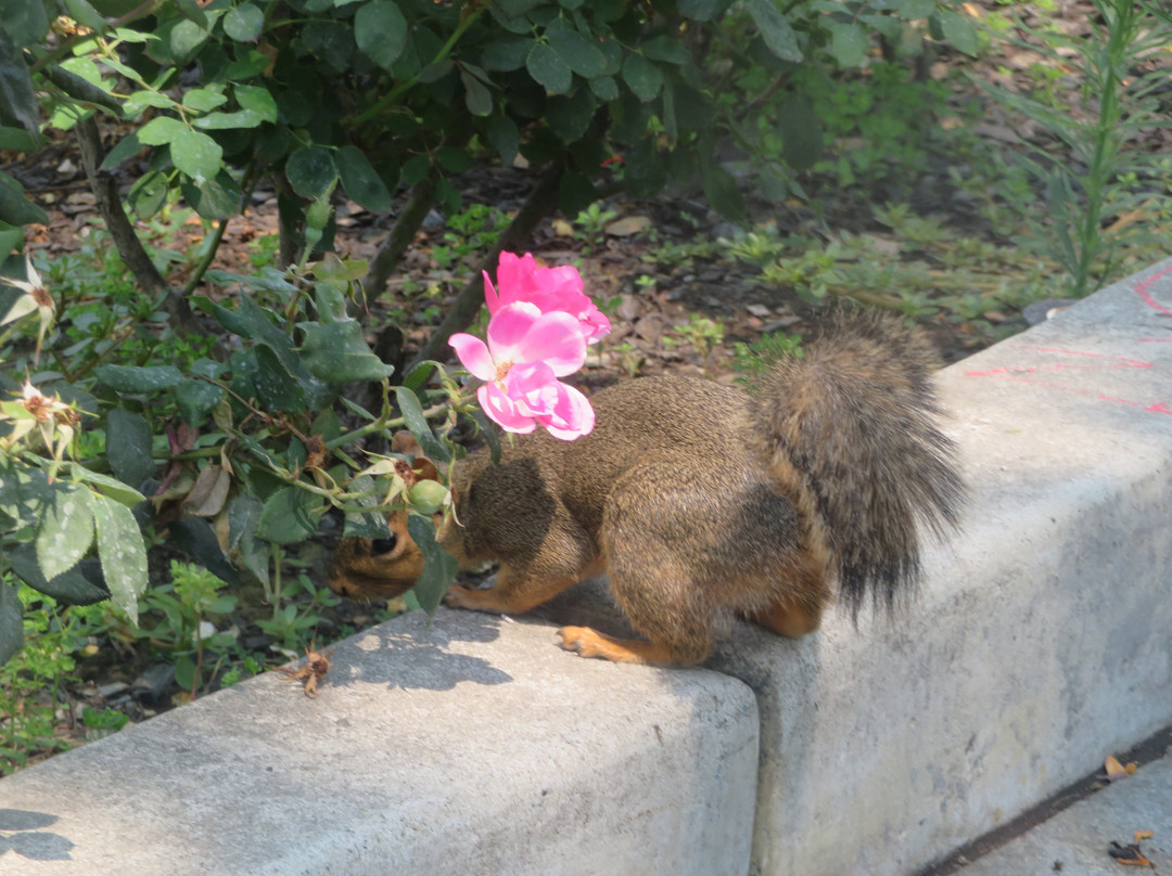 Plaza de Cesar Chavez Park-圣何塞必去景点