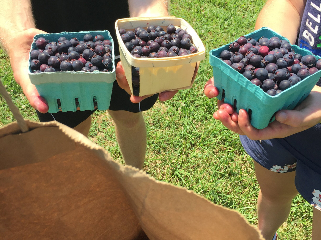 Juneberry Farm景点图片