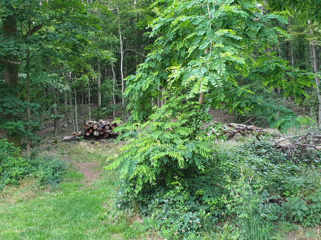 Waldhotel Eisenberg主图