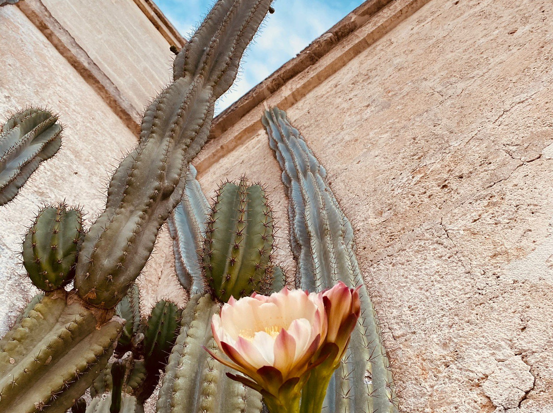 Masseria Altemura景点图片