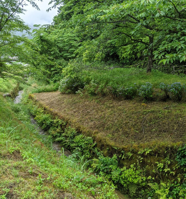 Jyoshitani Park (Ajisai Park)景点图片