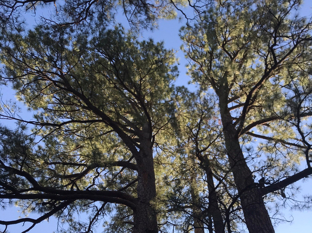 Flagstaff Extreme-弗拉格斯塔夫必去景点