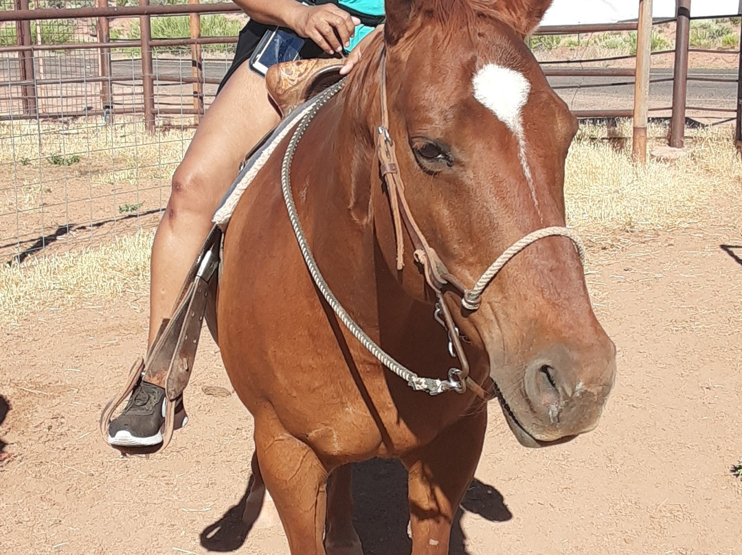 Shelleys Custom Horse Tours-Virgin必去景点