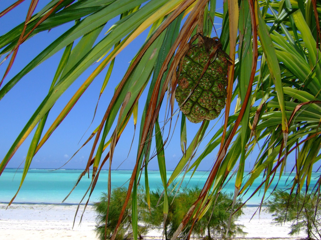 Zanzibar Experience by Rede Tours and Safaris-桑给巴尔岛必去景点