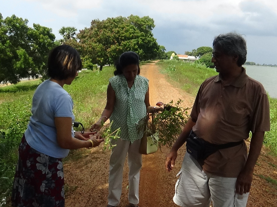 Yodha Wewa-马纳尔必去景点