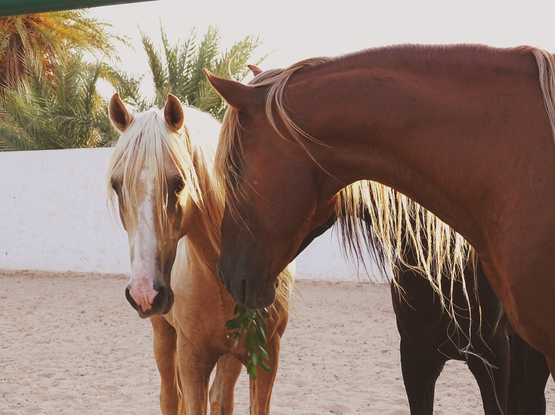 Djerba Zitouna Stables-杰尔巴岛必去景点
