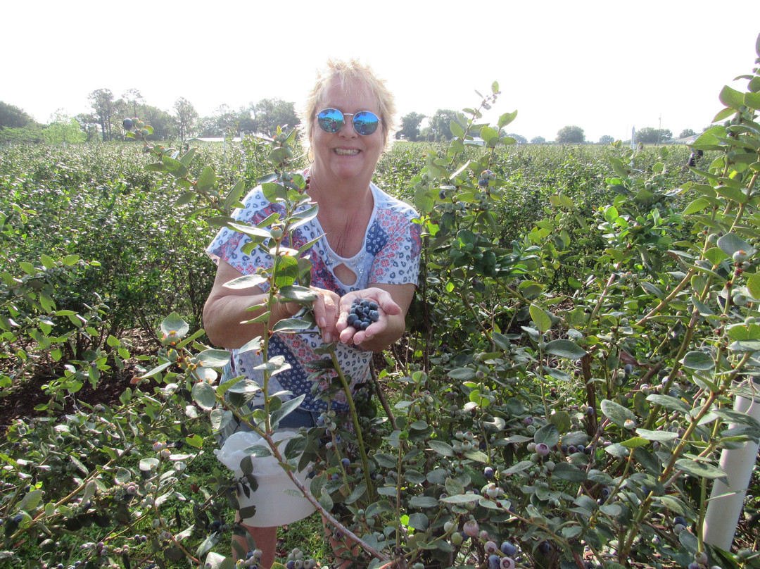 Back Road Berries-Oxford必去景点