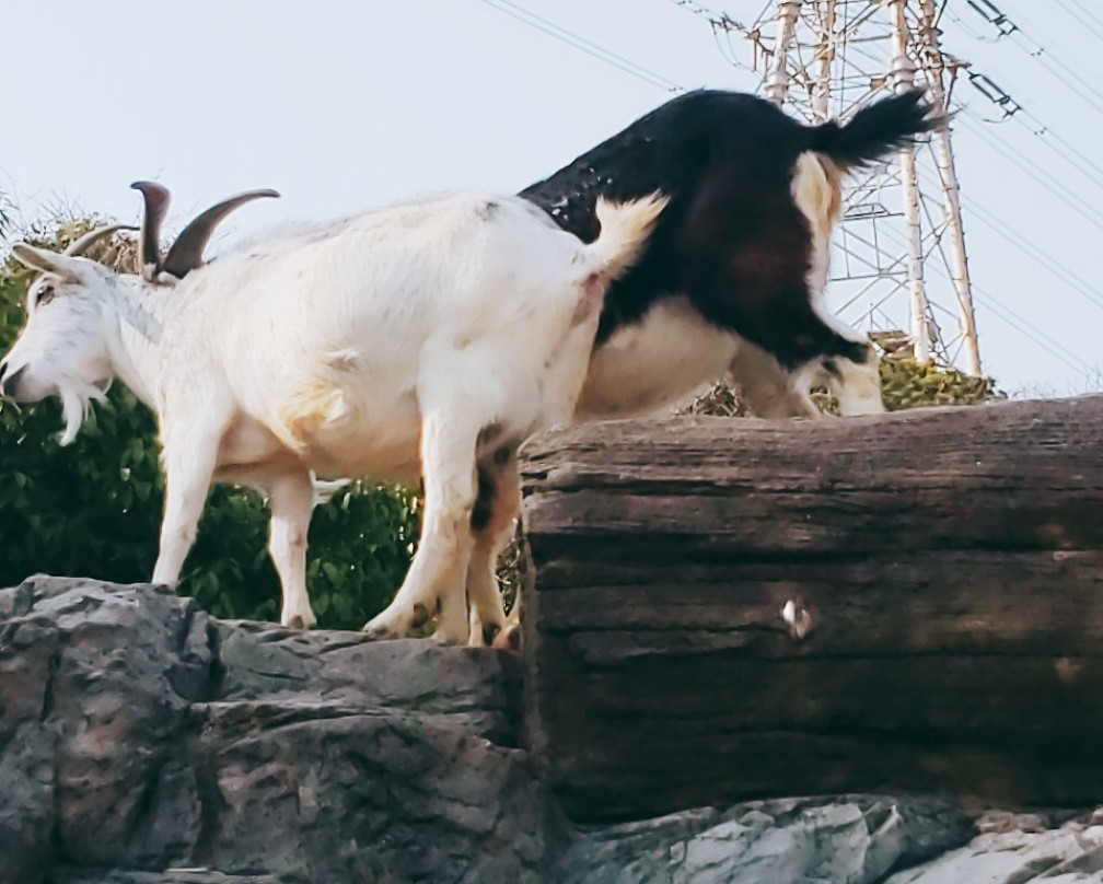 Itozu no Mori Zoological Park-北九州市必去景点