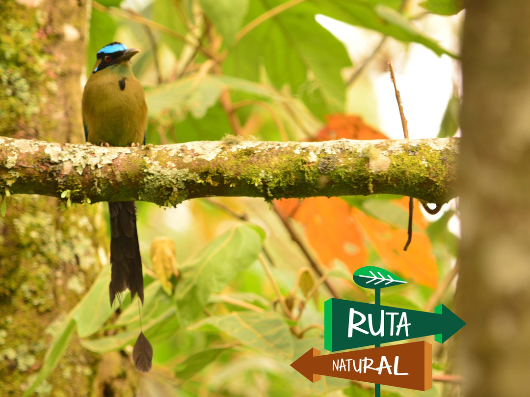 Ruta Natural景点图片
