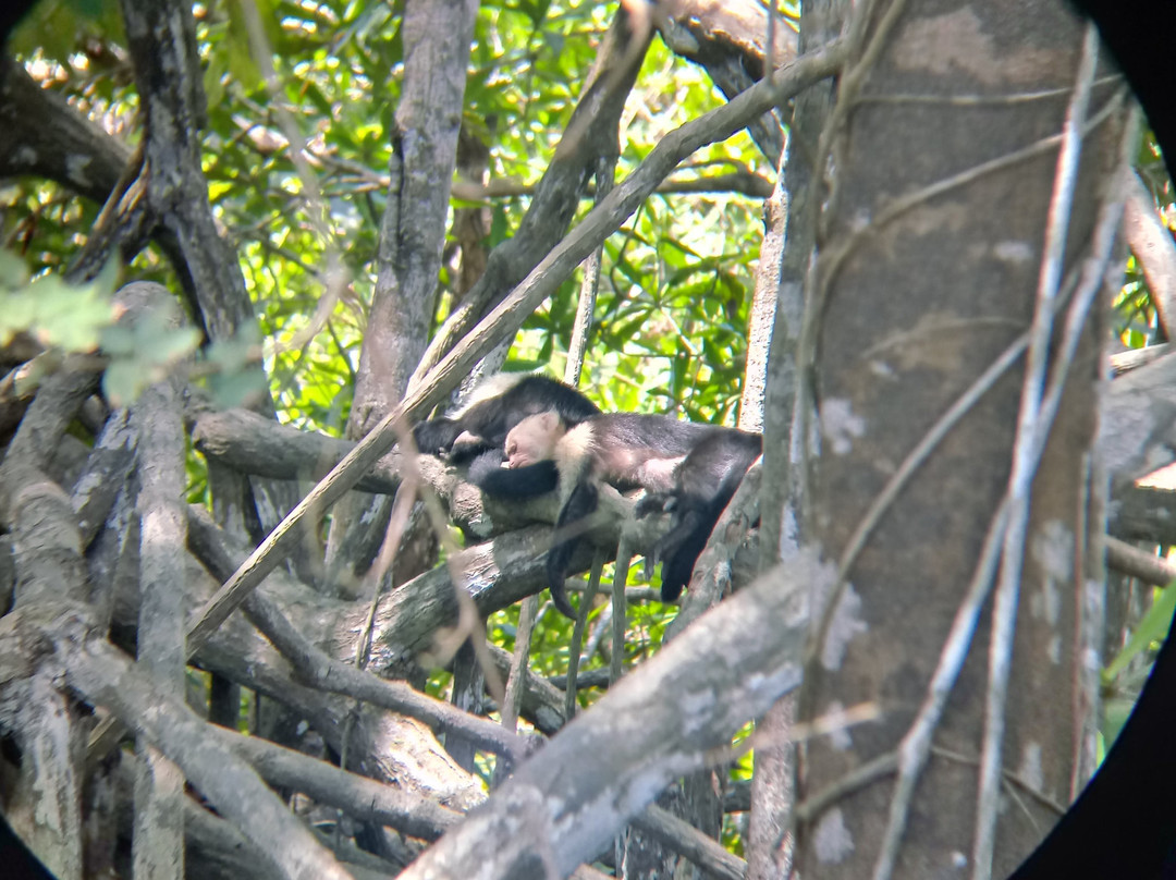 Osa Mangrove Tours景点图片