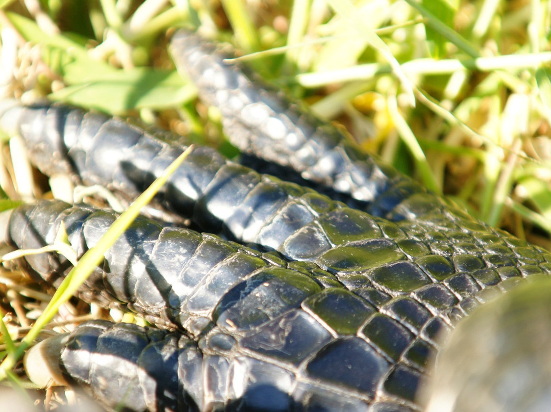 Big Cypress Oasis Visitor Center-奥乔皮必去景点