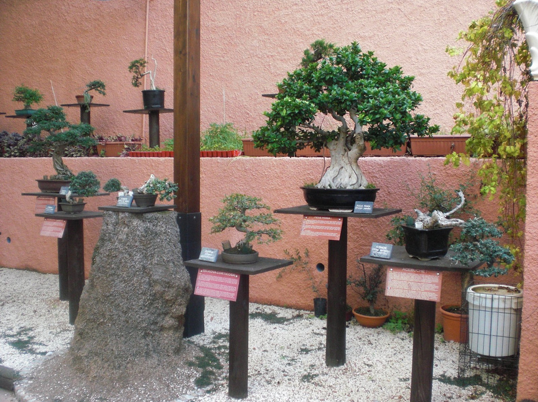 Bonsai Garden Museum景点图片