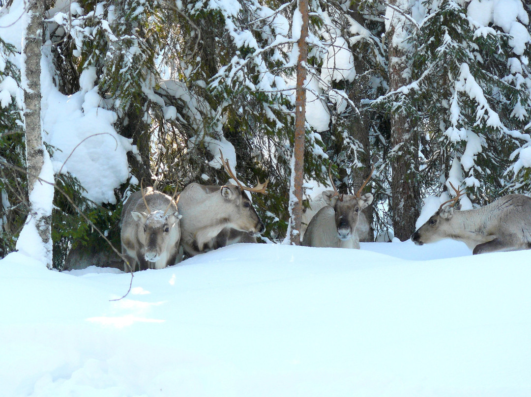 Poro-Panuma Reindeer Farm-Pudasjarvi必去景点