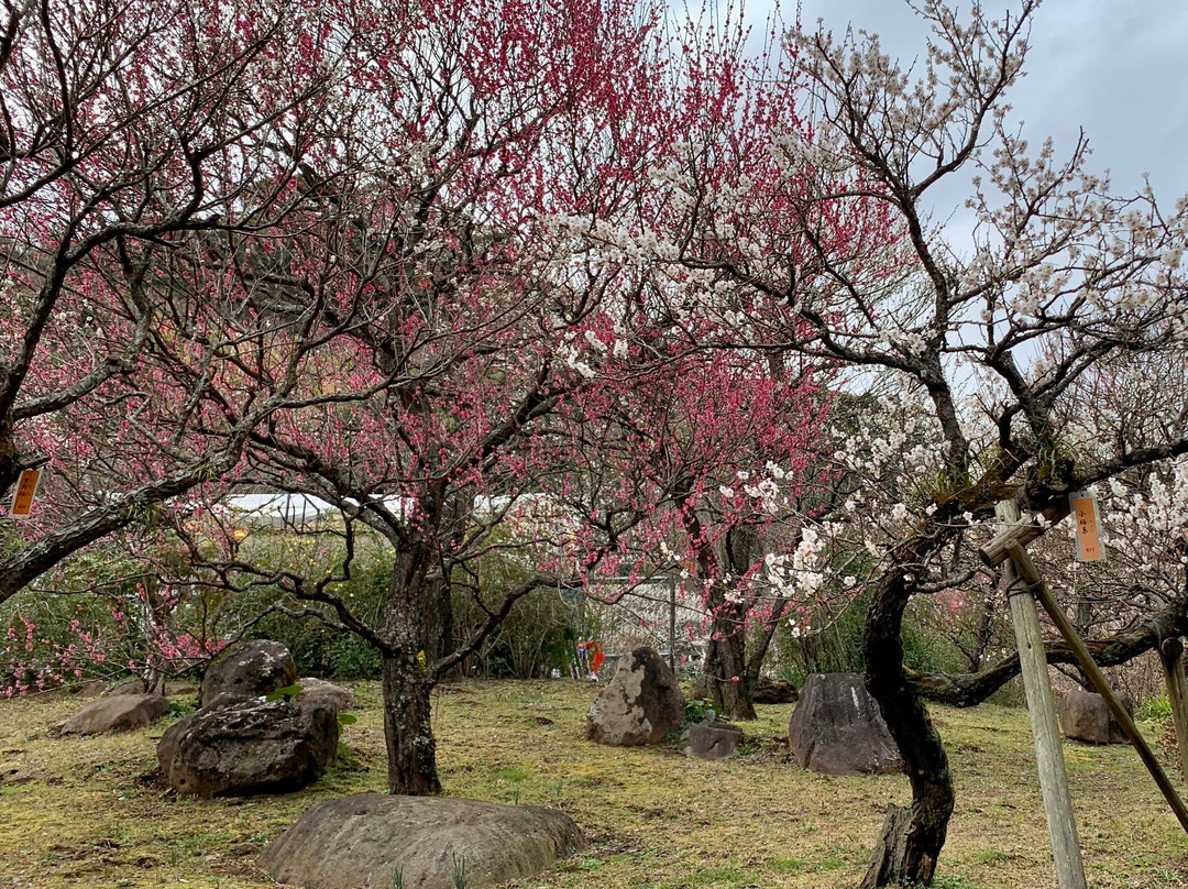 Atami Baien Ume Blossom Festival-热海市必去景点