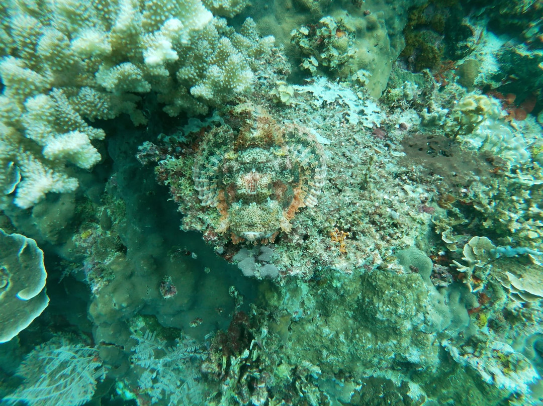 Cabilao Sanctuary Beach & Dive Resort主图