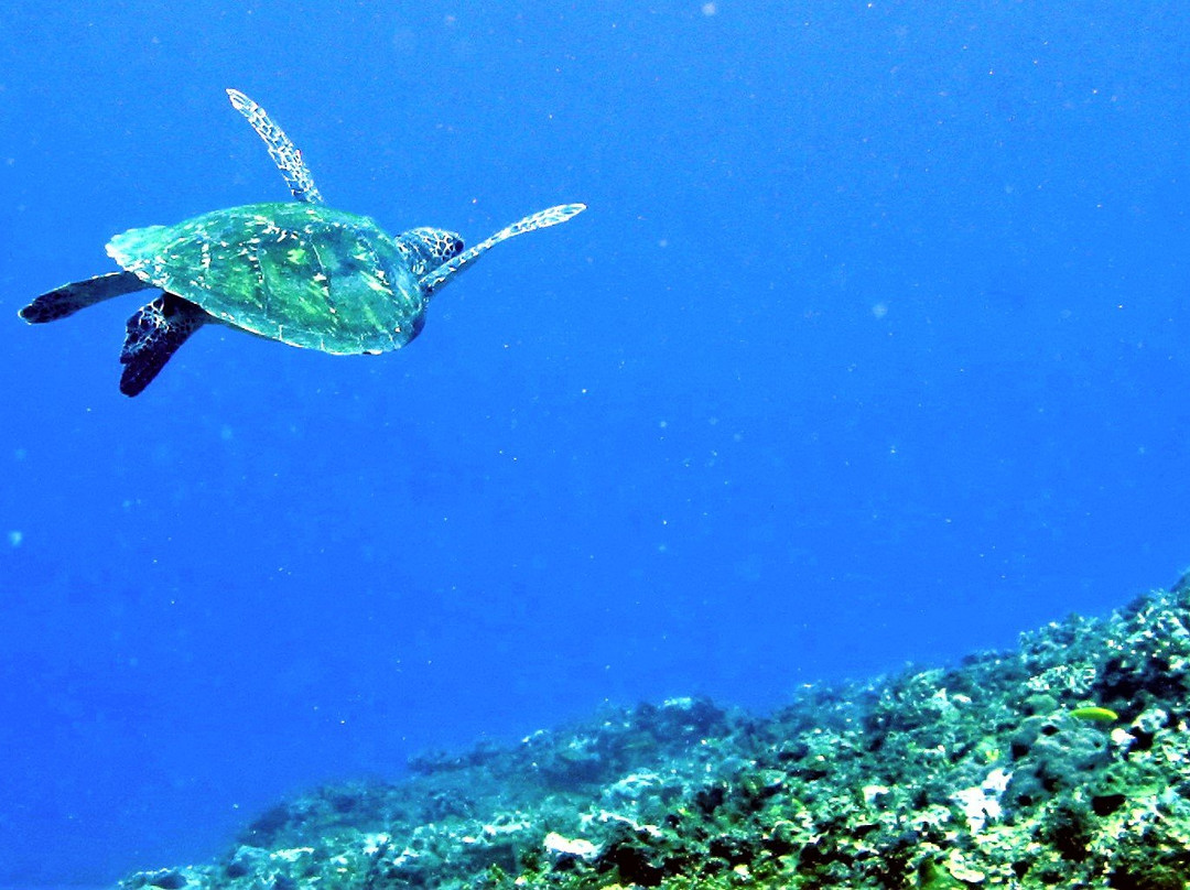 Divilacan旅游攻略图片