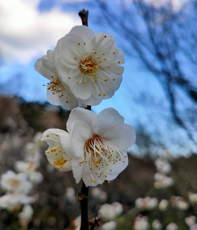 Atami Baien Ume Blossom Festival景点图片