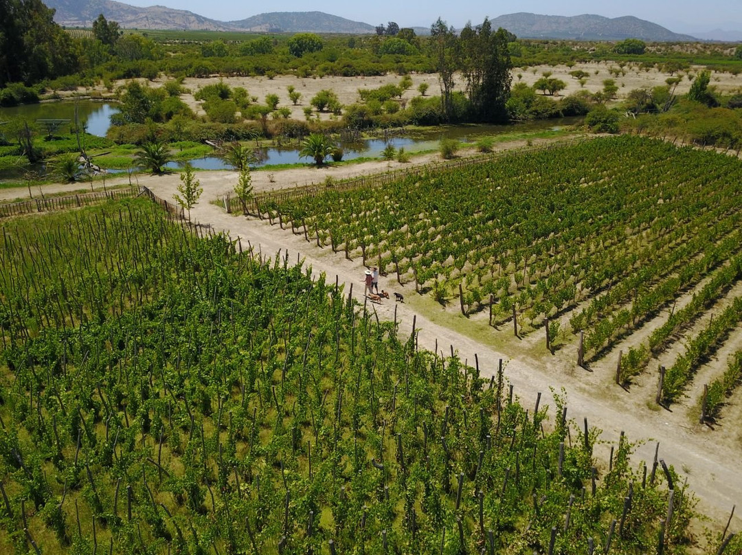 Vina Clos Santa Ana主图