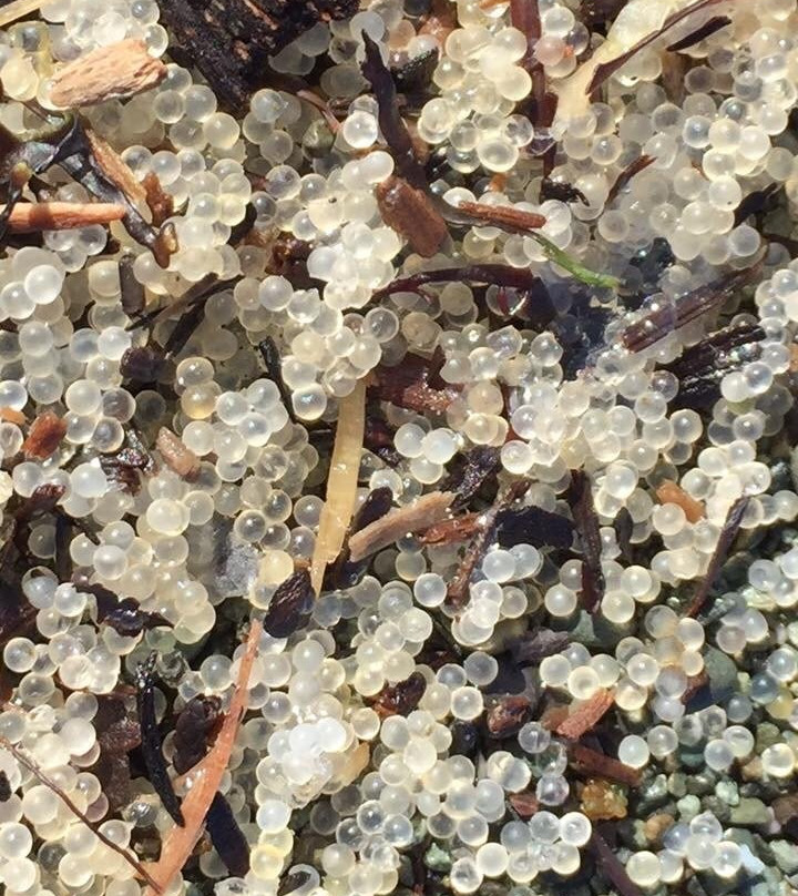 Pipers Lagoon Park-纳奈莫必去景点