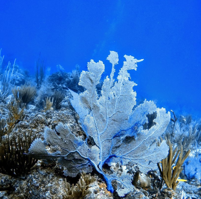 Isla Nena Scuba景点图片