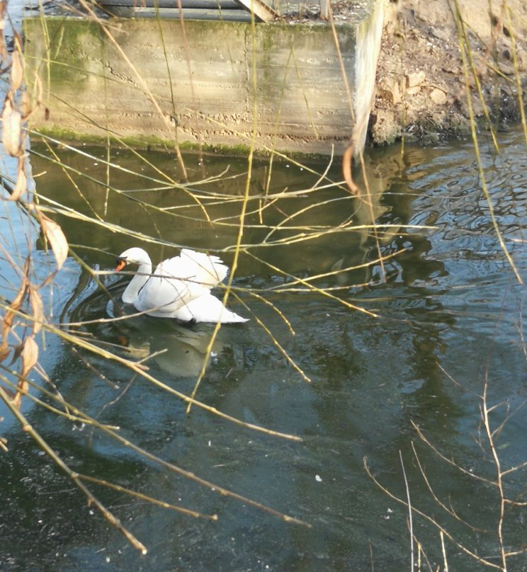 Ferma Animalelor景点图片
