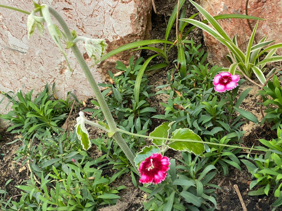 Bayan Botanical Garden-Kuwait City必去景点