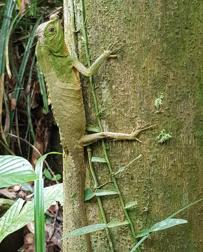 Shenu Lanka Viaggi-Dankotuwa必去景点