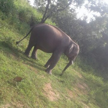 Habarana Safari | Sri Lanka-哈巴拉娜必去景点