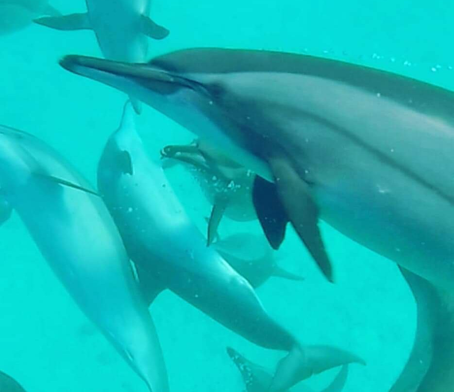 Aquatic Divers-艾尔可西利亚必去景点