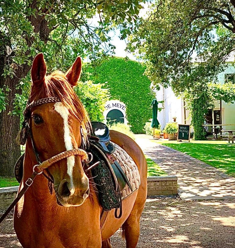 Ubuntu Horse Trails-斯泰伦博斯必去景点