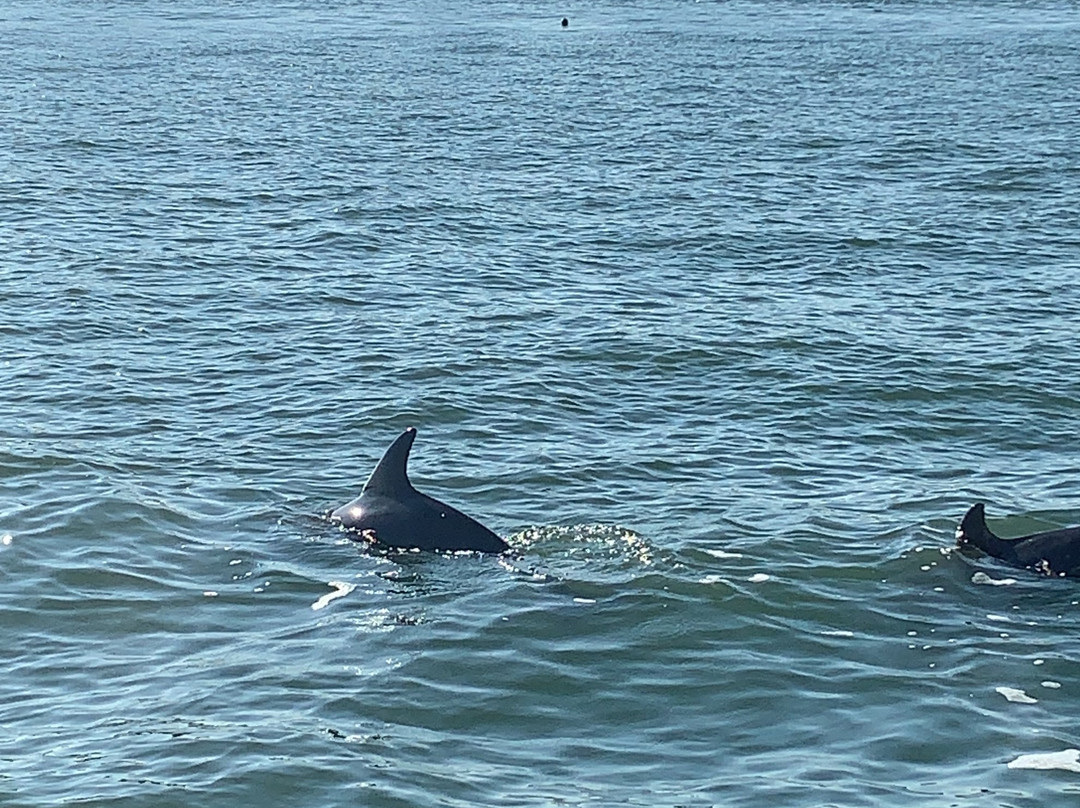 Dolphin Landings Charter Boat Center景点图片