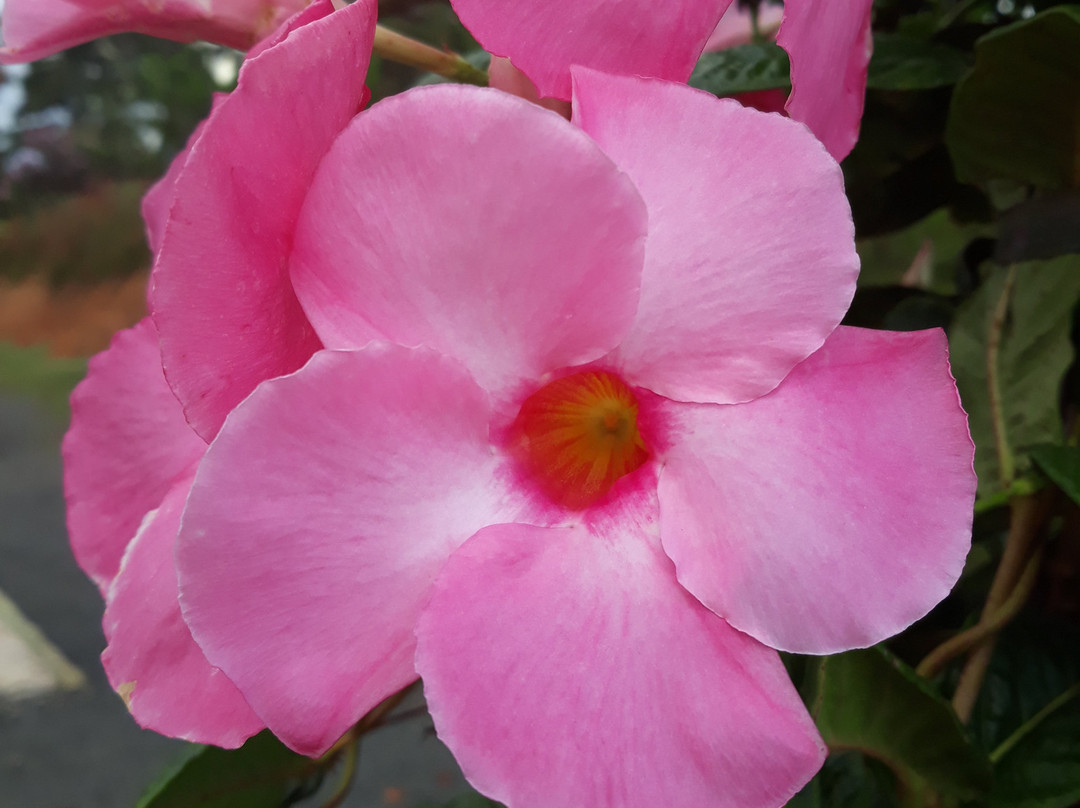 Parque Natural Terra das Cachoeiras-Bueno Brandao必去景点