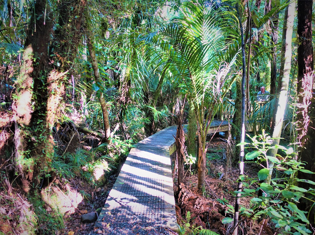 Waiau Kauri Grove景点图片