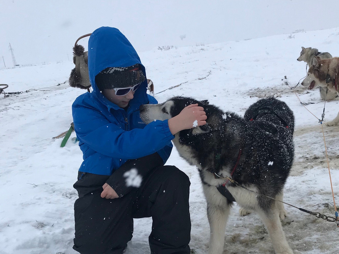 Fundog Husky Sleigh Rides景点图片