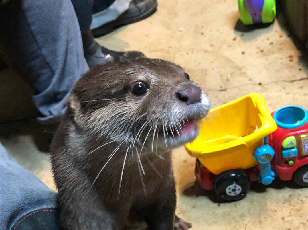 SeaQuest Interactive Aquarium-北拉斯维加斯必去景点