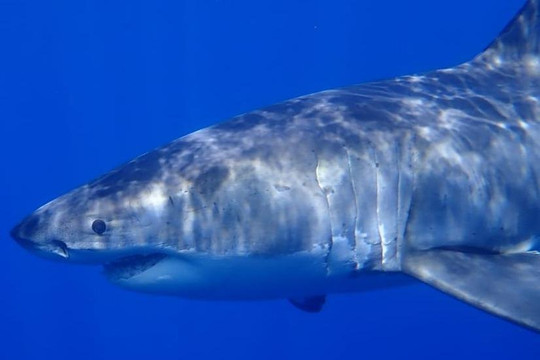 Cantamar Liveaboards-Isla Socorro必去景点