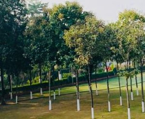 The Elegance by AKJ Resort主图