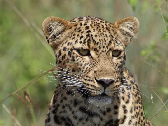 Wilderness explorers tours and safaris-蒙巴萨必去景点