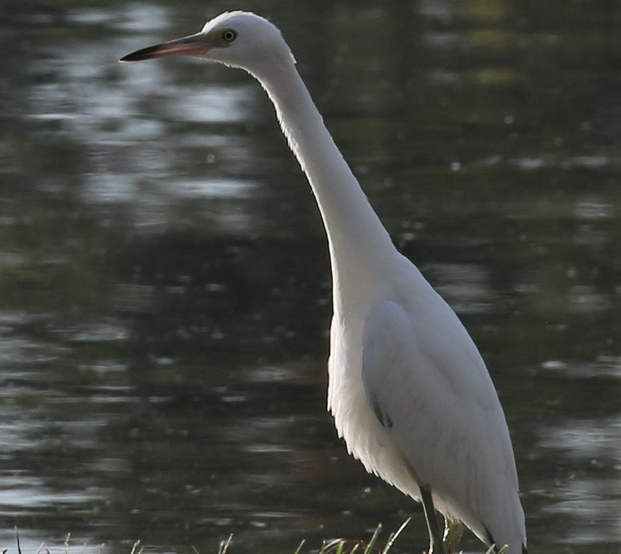 Kingsbay Mansion主图