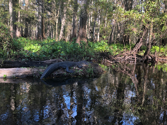 John B Sargeant Sr Park-Thonotosassa必去景点