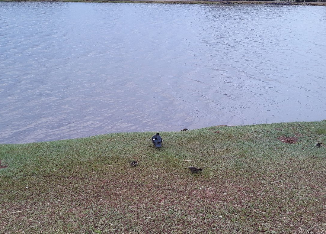 Dr. Renato Pagano Ecological Park-Cravinhos必去景点