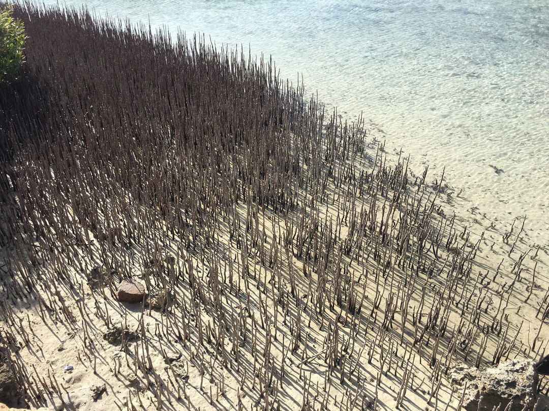 Mangrove Beach-Ras Mohammed必去景点
