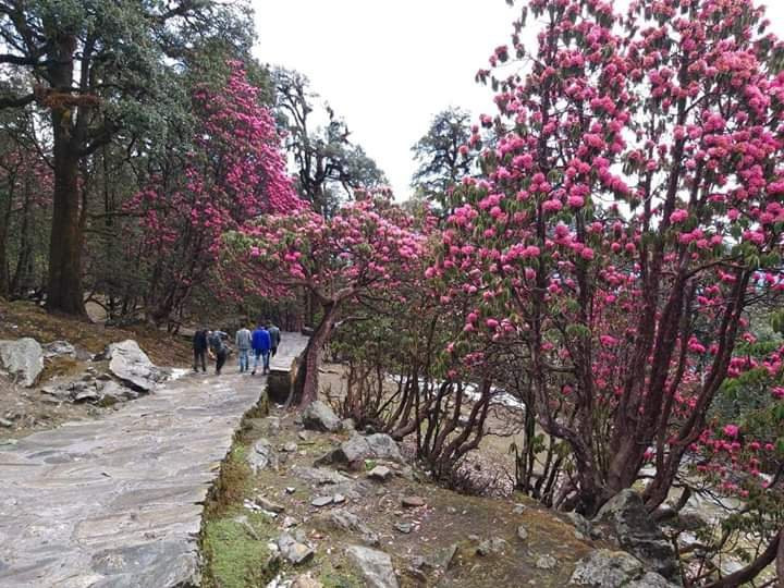 Himalayan Mountain Home Stay主图