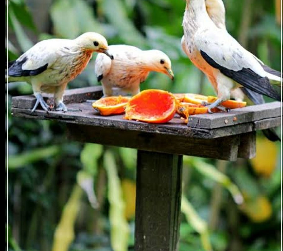 百鸟乐园-密山市必去景点