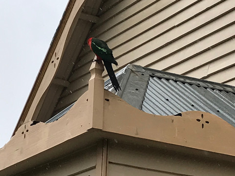 Toongabbie Mechanics' Institute-Toongabbie必去景点