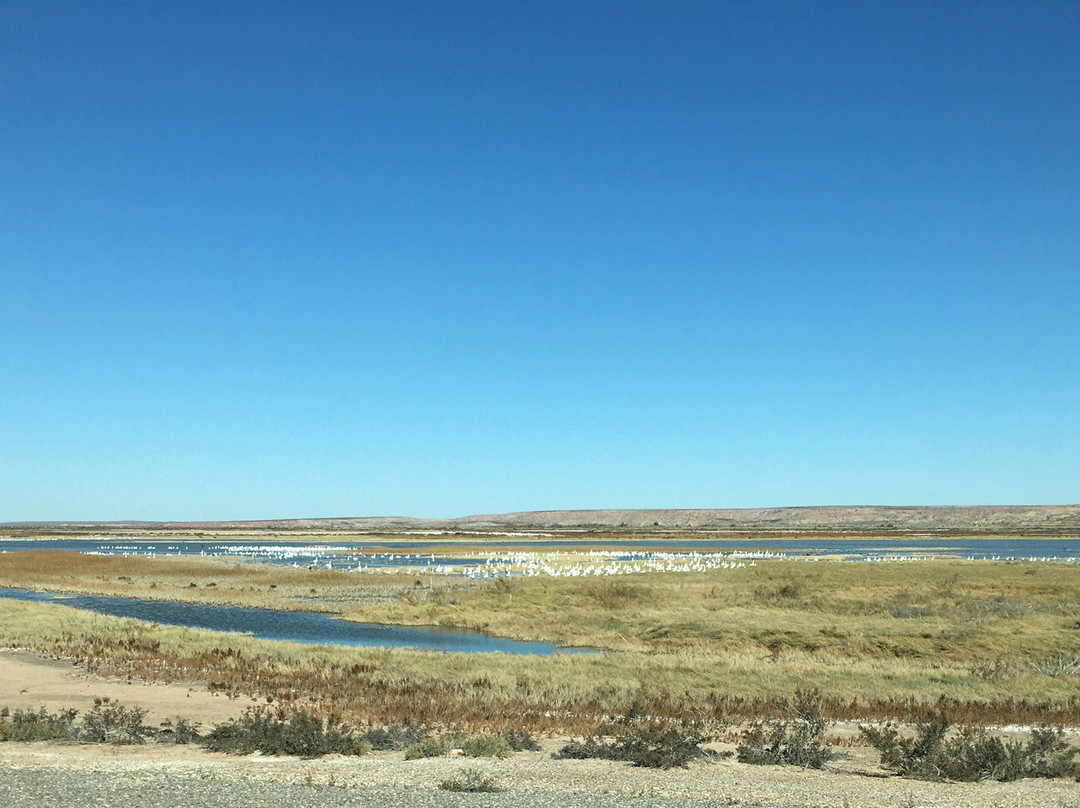 Bitter Lake National Wildlife Refuge-罗斯威尔必去景点